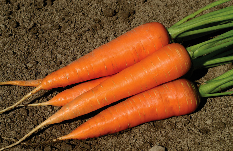 Самые интересные факты про морковь