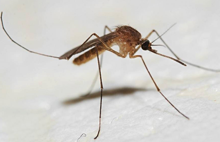 Интересные данные и факты про комаров