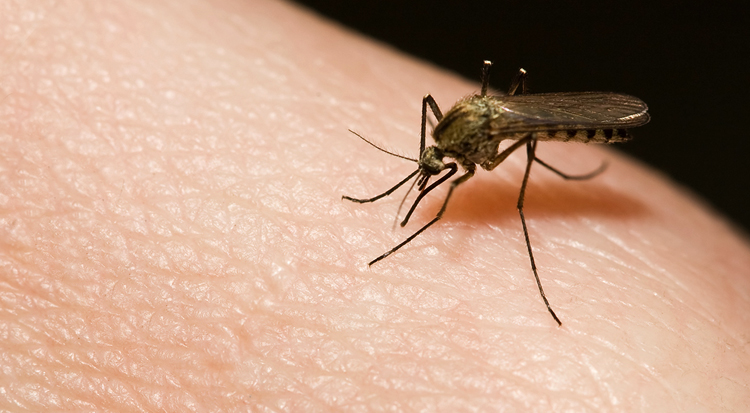 Интересные данные и факты про комаров