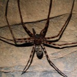 ТОП-5 самых больших пауков