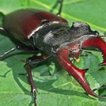 Самые большие в мире жуки