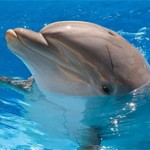 Самые дружелюбные животные