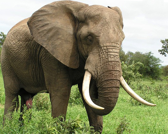 Африканский южный слон