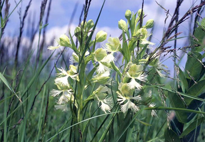 Западная степная орхидея