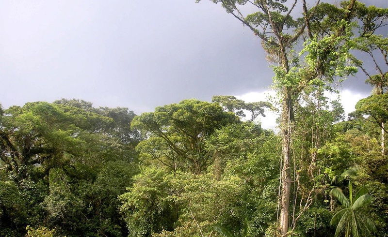 Экваториальные леса Южной Америки
