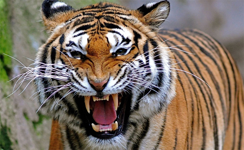 Шерсть тигра