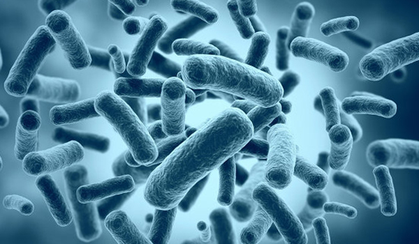 Бактерии в оргнизме