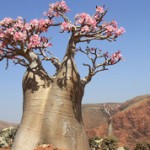 Баобаб — интересные факты о дереве (с фото)