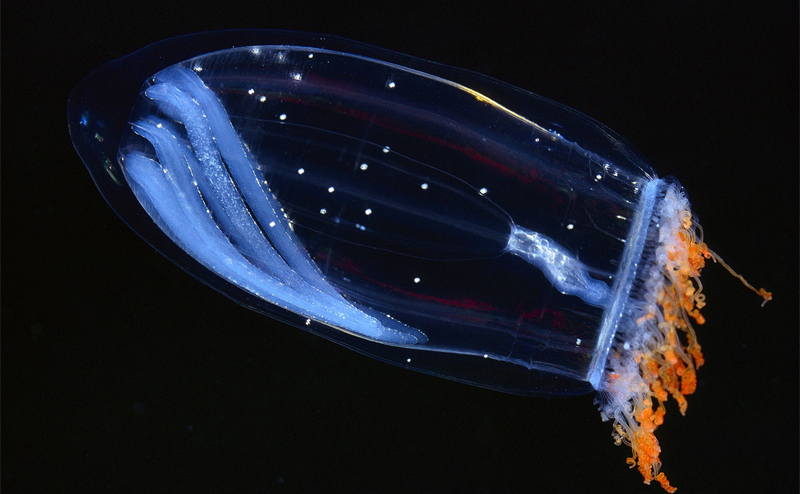Биолюминесцентная медуза