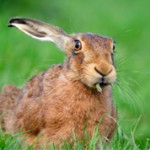 Интересные факты о зайцах (с фото)