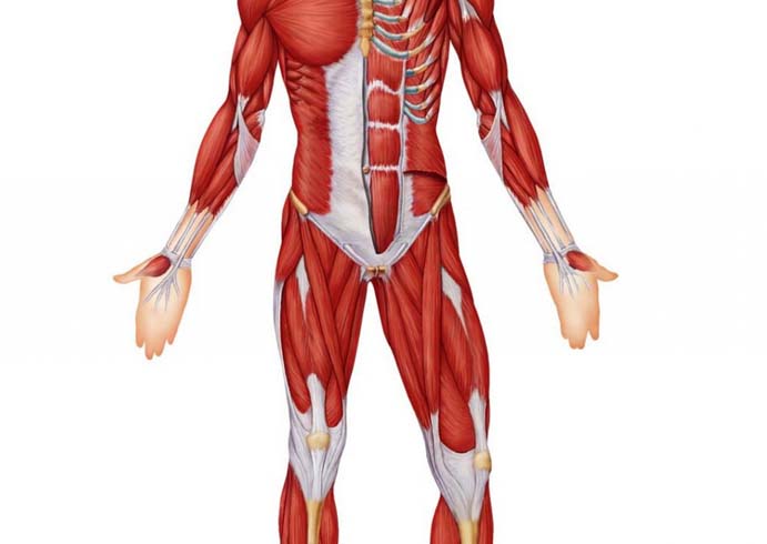 Человек и его мышцы