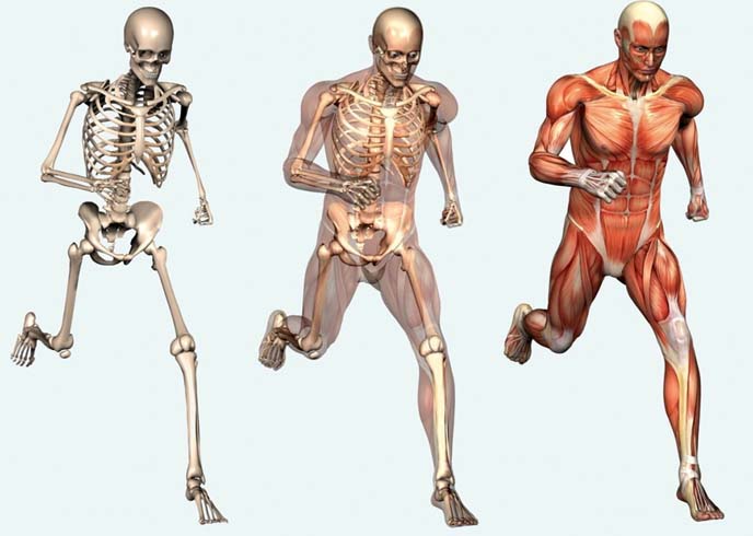 Человеческие мышцы