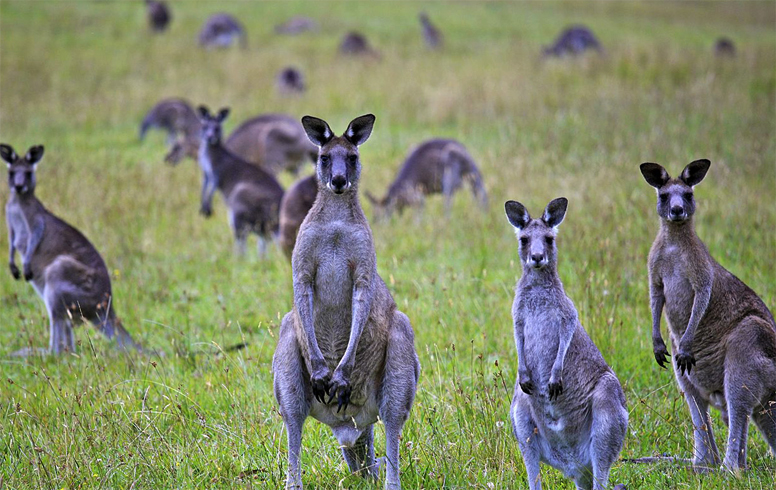 Группа кенгуру