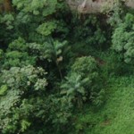 Экваториальные леса Южной Америки: интересные факты и фото