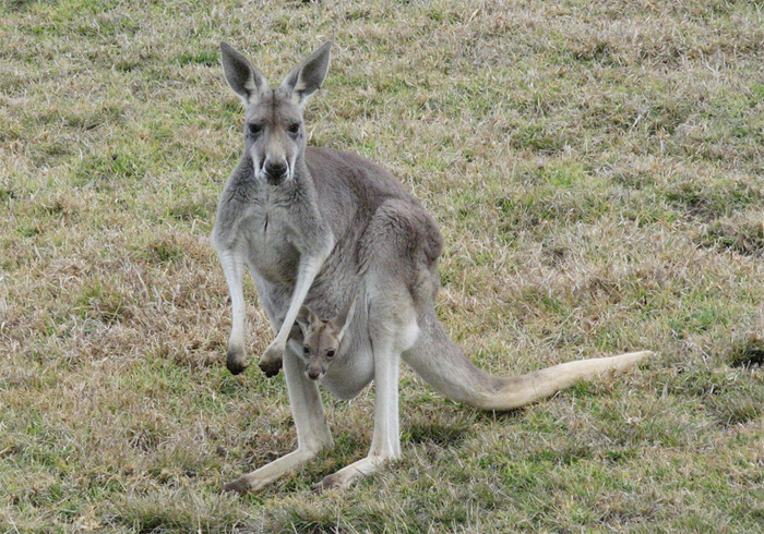 Лесной серый кенгуру