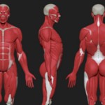 Самые интересные факты о мышцах человека