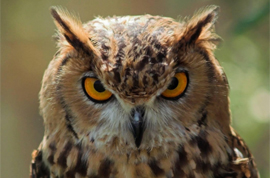 owl441