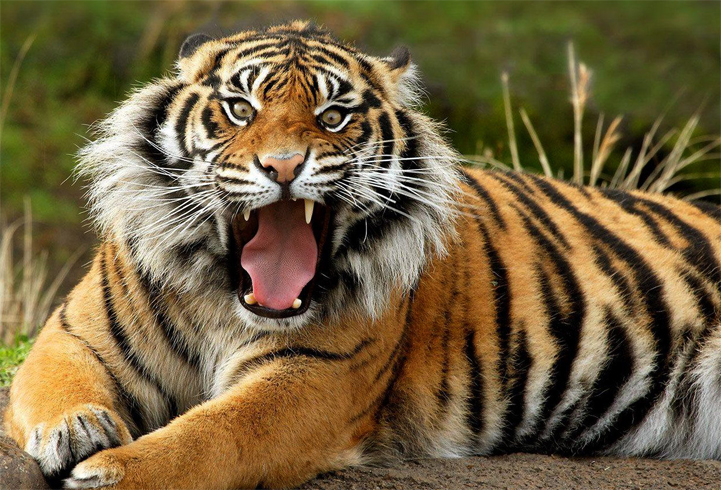 Слюна тигра
