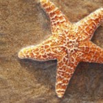 Интересные факты о морских звездах