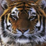 Самые интересные факты о тиграх
