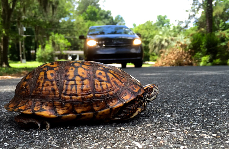 Черепаха на дороге