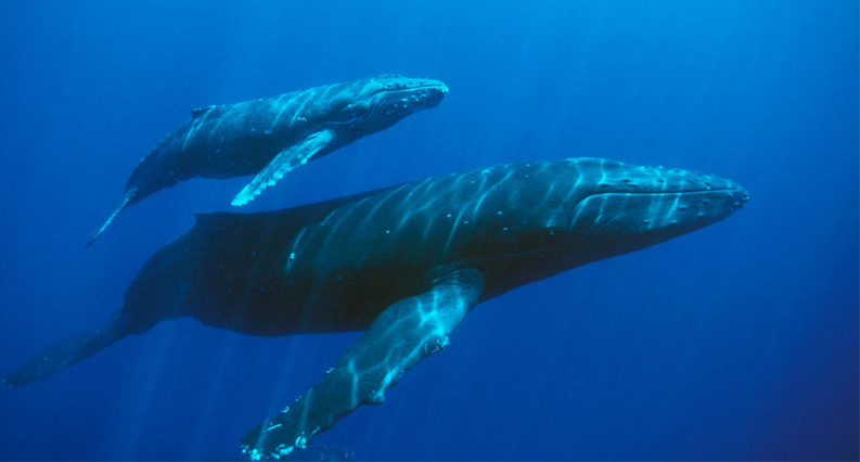 Синие киты