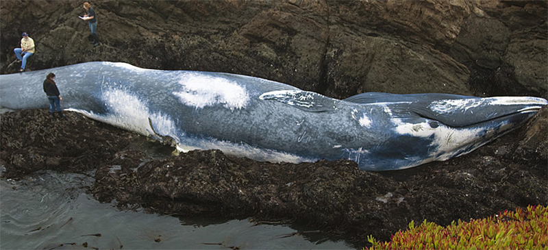 Размер синего кита
