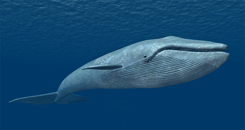 Синий кит плывет