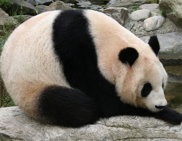 Огромная панда