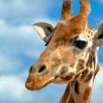 Самые интересные факты о жирафах