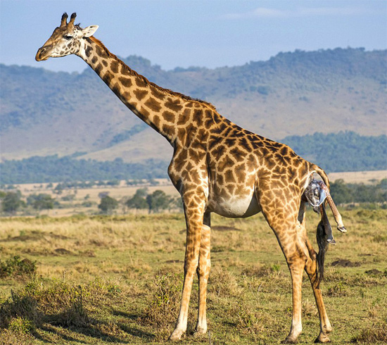 Жираф рожает
