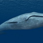 Интересные данные и факты о синих китах