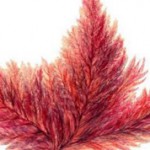 Красные водоросли: интересные данные и факты