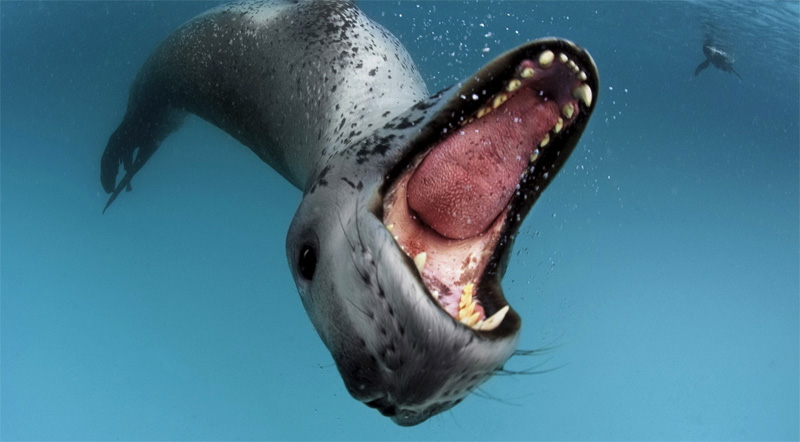Морской леопард под водой