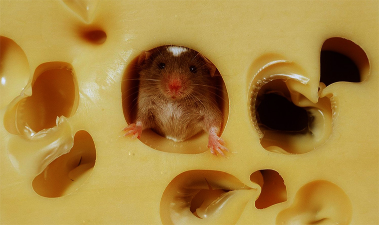 Мышь и сыр