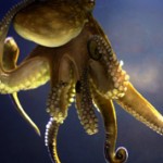 Интересные факты об осьминогах