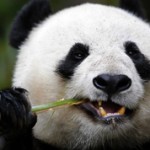 Самые интересные факты о пандах (с фото)