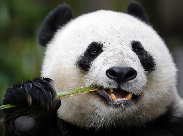 Панда кушает