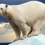 Интересные факты о белых медведях