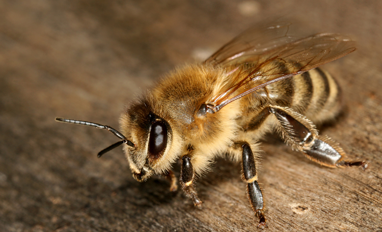 Африканизированная пчела-убийца