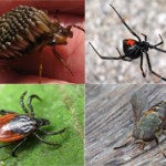 Топ-10 самых противных насекомых