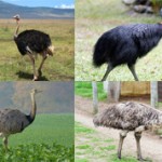 10 самых крупных в мире птиц (с фото)