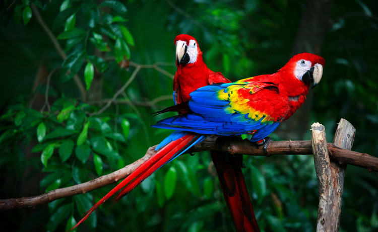 Красивые попугаи