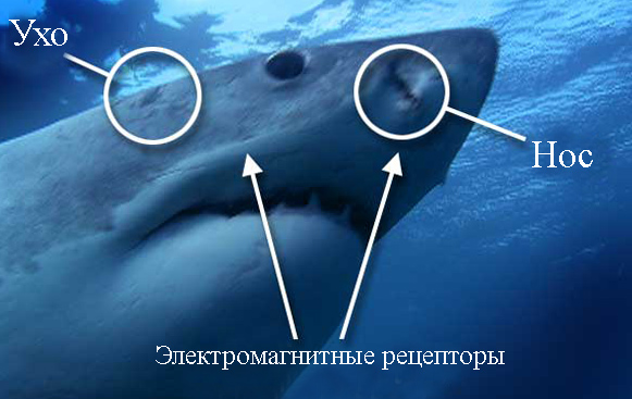 Органы акул