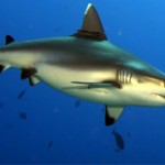 Подборка интересных фактов про акул