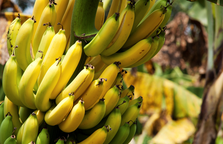 Бананы растут