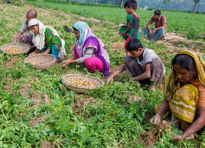 Картошка в Бангладеше