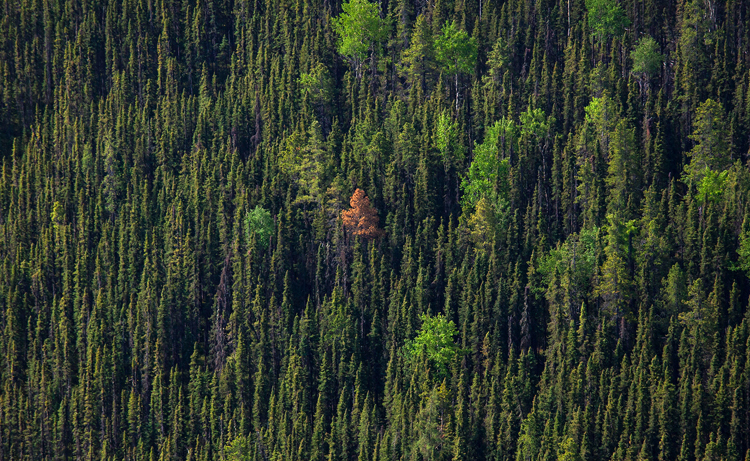 Леса Канады