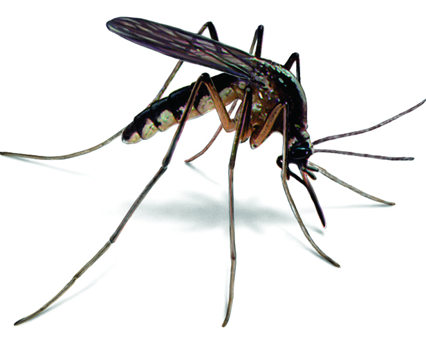 Черный комар