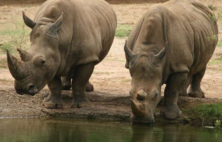 Носороги пьют